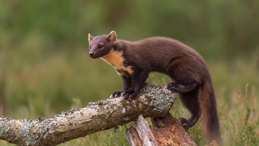 A pine marten on a branch